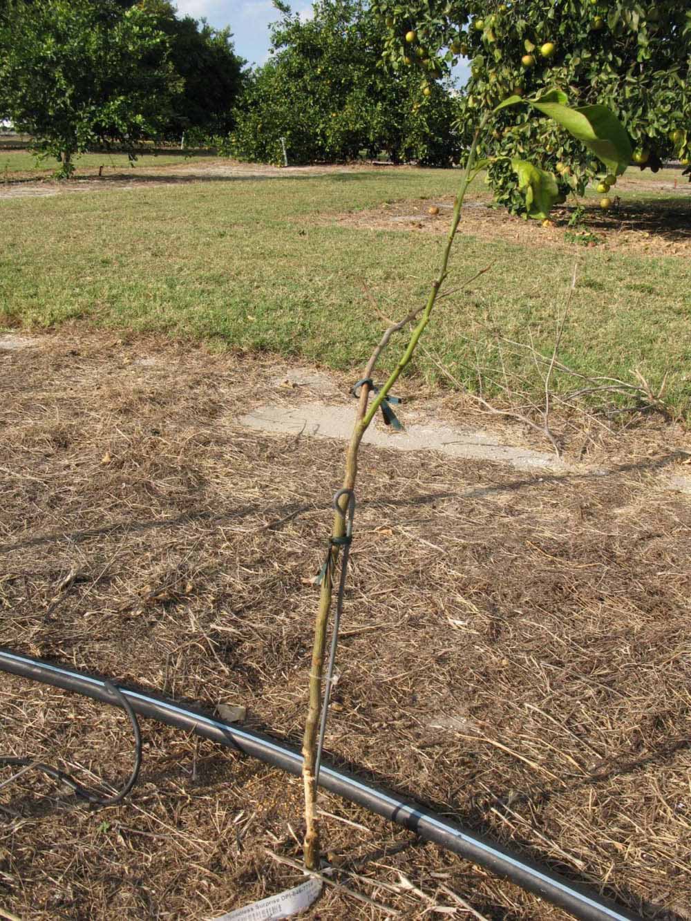              Habit (Winter Haven, FL)       